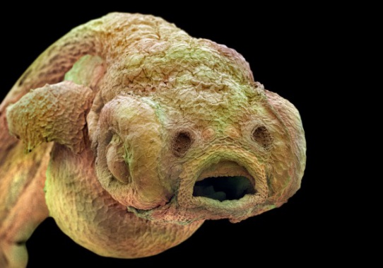 15 удивительных созданий под микроскопом