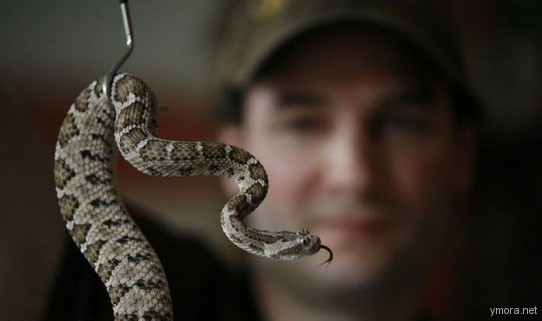 Как сделать свой организм невосприимчивым к ядам змей