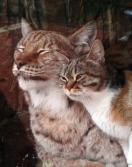 Рысь и кошка — подруги из Ленинградского зоопарка