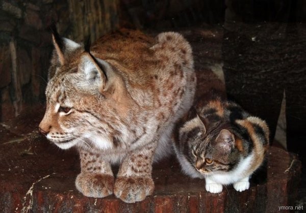 Рысь и кошка — подруги из Ленинградского зоопарка