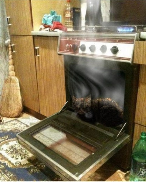 Решил котик погреть лапки у газовой плиты
