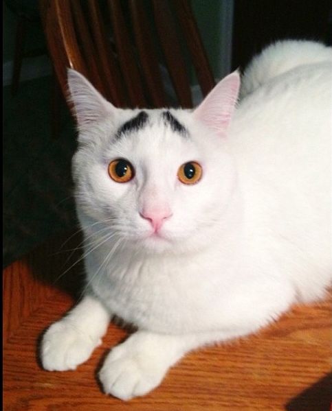 Необычный кот, которого прозвали "Бровастиком"