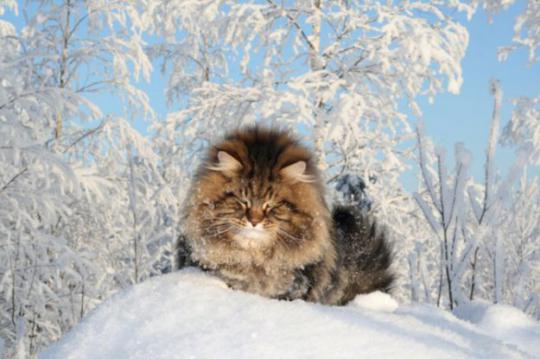 Сибирский царь котов