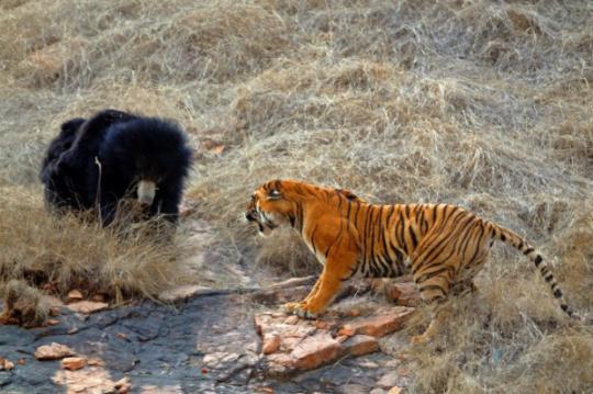 Бой медведицы и тигра