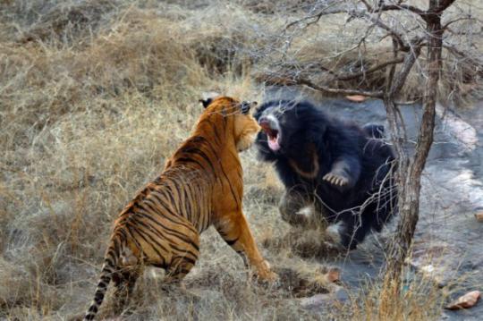 Бой медведицы и тигра