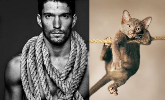 Коты vs Модели