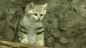 Барханный кот - кот, который всегда остается похожим на котенка