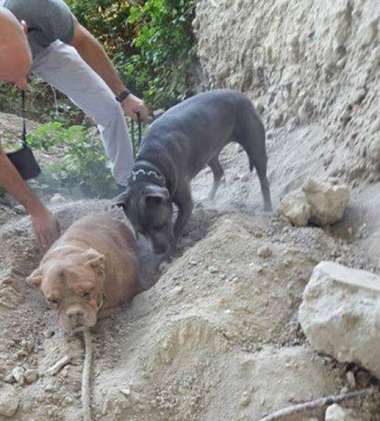 Полиция поймала урода, похоронившего свою собаку заживо