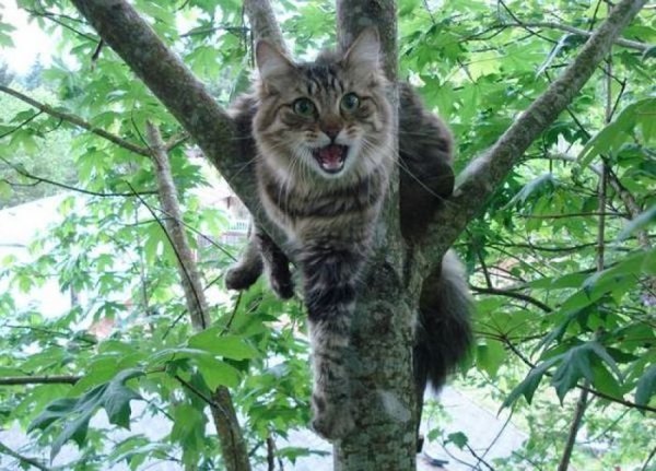 Как легко и быстро снять кота с дерева