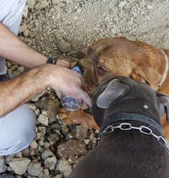 Полиция поймала урода, похоронившего свою собаку заживо