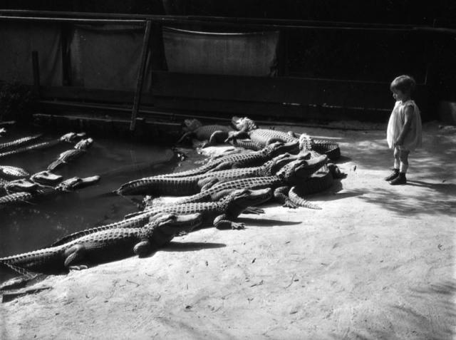 19. Ребёнок в калифорнийском парке аллигаторов, 1940-е годы. история, фотографии