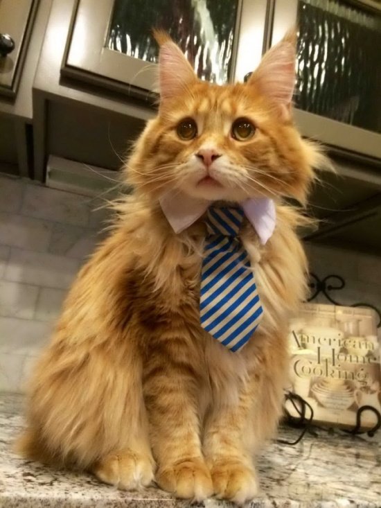 Забавные коты, которые ведут себя совсем, как офисные работники