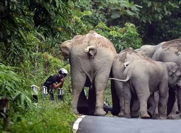 Водитель мопеда на коленях попросил пощады у взбесившихся слонов