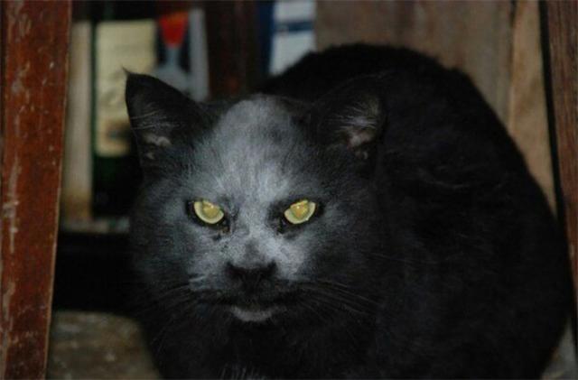 Просто черный кот в муке