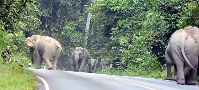 Водитель мопеда на коленях попросил пощады у взбесившихся слонов