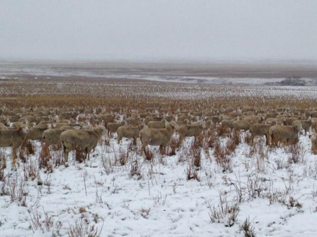 На снимке с пятью сотнями овец я не разглядел ни одной
