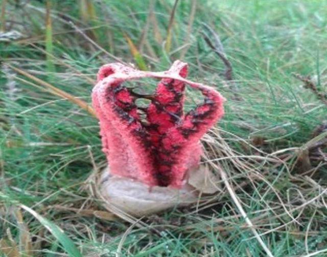 Интересный гриб Антурус Арчера или «пальцы дьявола»