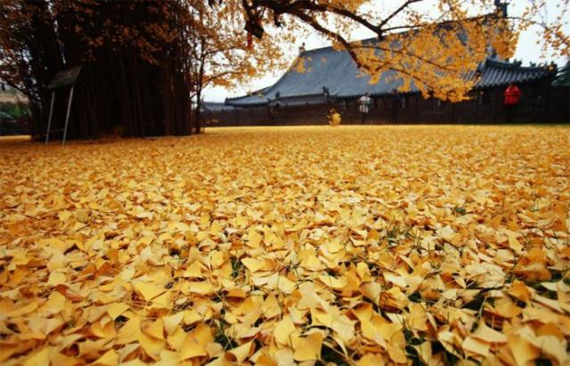 Море желтых листьев дерева гинкго во дворе буддийского храма в Китае