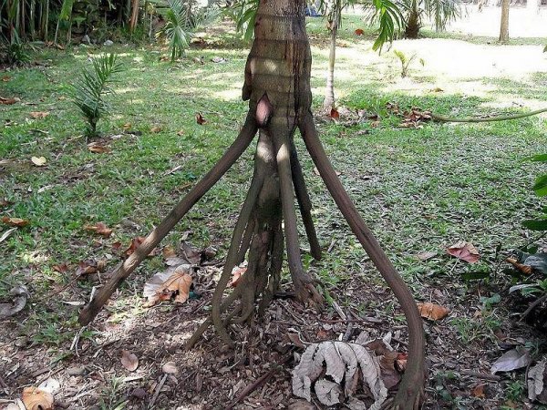 Шагающие пальмы