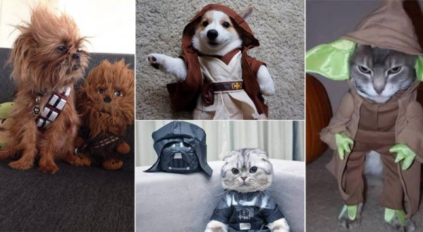 29 домашних любимцев, которых нарядили в костюмы из "Звездных войн"