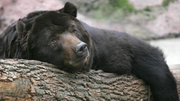 Почему люди не могут проспать всю зиму, как медведи