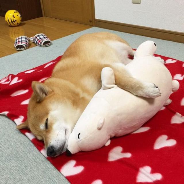 Милейший пес, который не может уснуть без своей игрушки