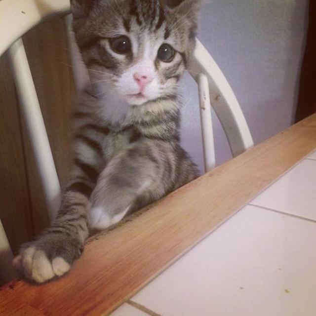 Очаровательный котенок с «взволнованным взглядом»