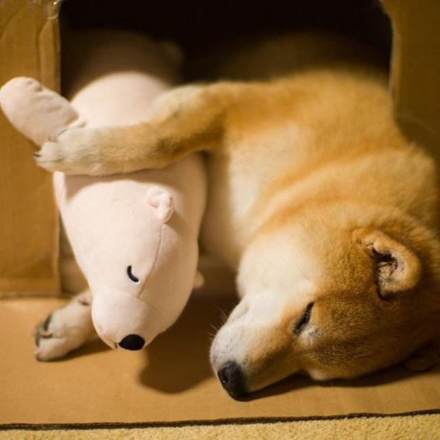 Милейший пес, который не может уснуть без своей игрушки