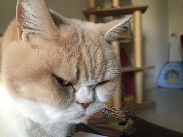 Коюки - новый хмурый кот, покоривший пользователей сети