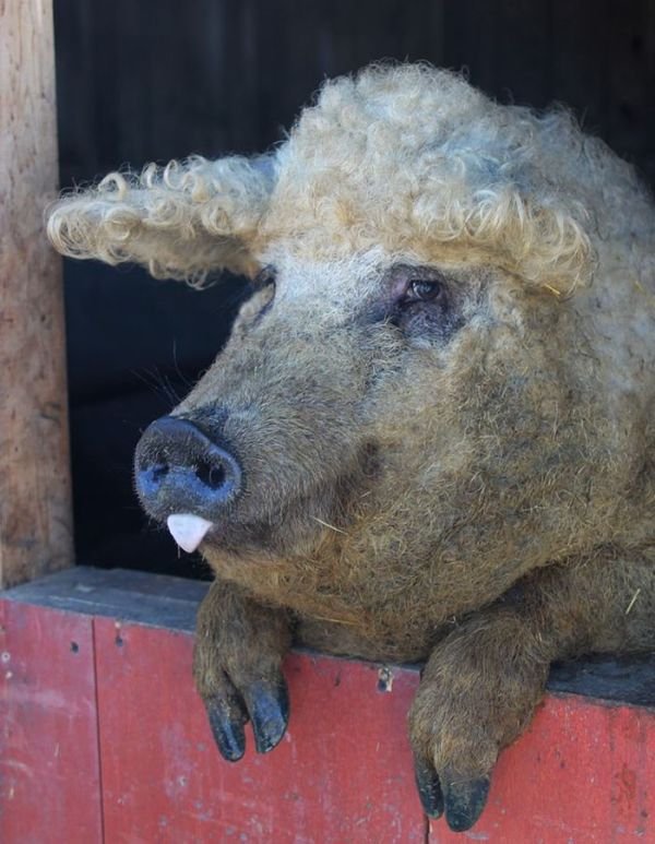 Необычные свиньи породы мангалица