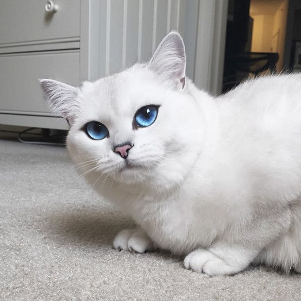 Коби - кот с самыми красивыми глазами