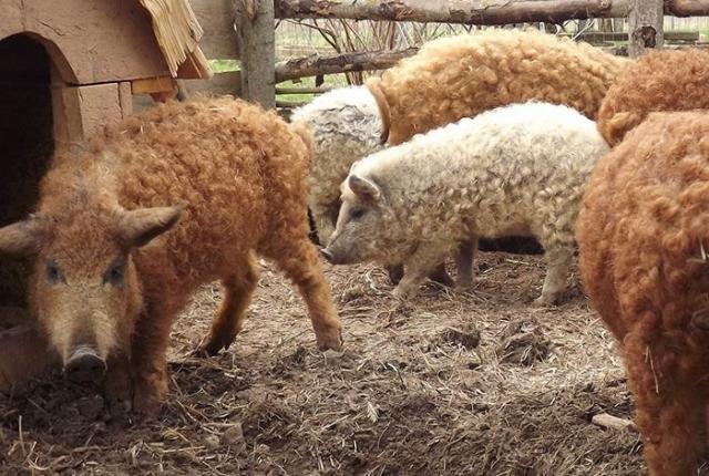 Необычные свиньи породы мангалица