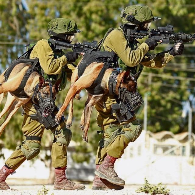 Переноска тактических собак в израильской армии