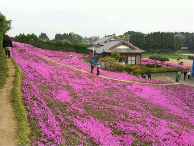 Японский фермер разбил гигантский цветник ради слепой жены