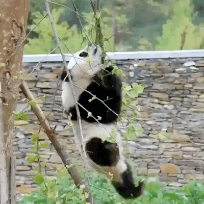 Забавные и неуклюжие панды