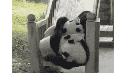 Забавные и неуклюжие панды