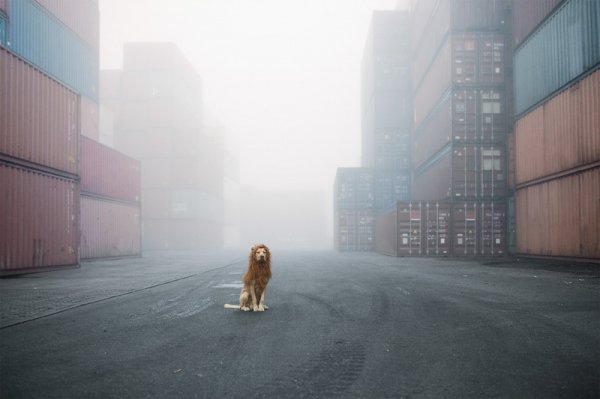 Фотографии о бродячей собаке, которая стала храбрым городским львом
