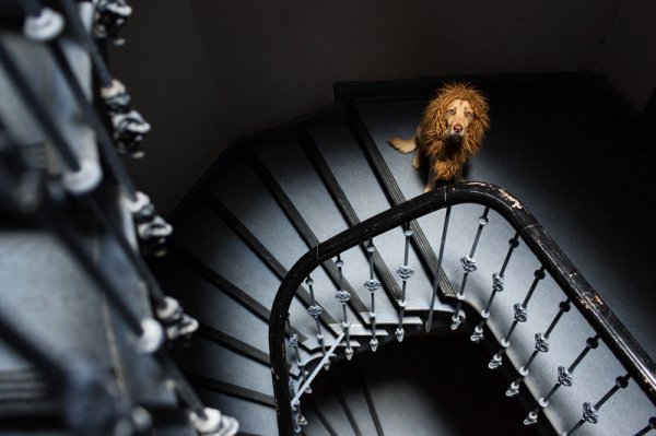 Фотографии о бродячей собаке, которая стала храбрым городским львом