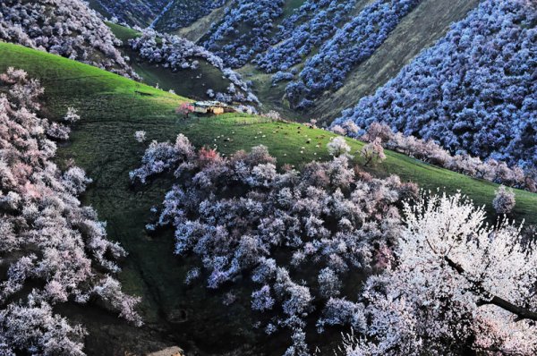 Завораживающее цветение абрикоса в Китае