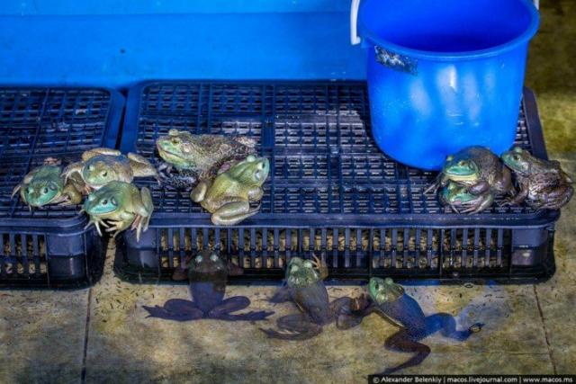 Как выращивают лягушек для еды