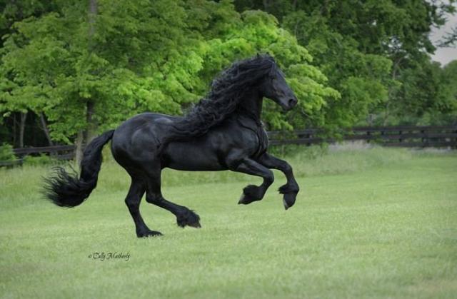 Фредерик - самый красивый в мире конь