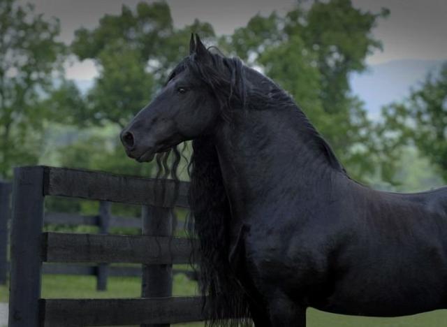 Фредерик - самый красивый в мире конь