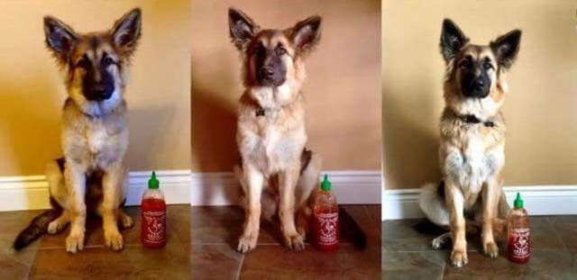 Фотоистория взросления одной собаки
