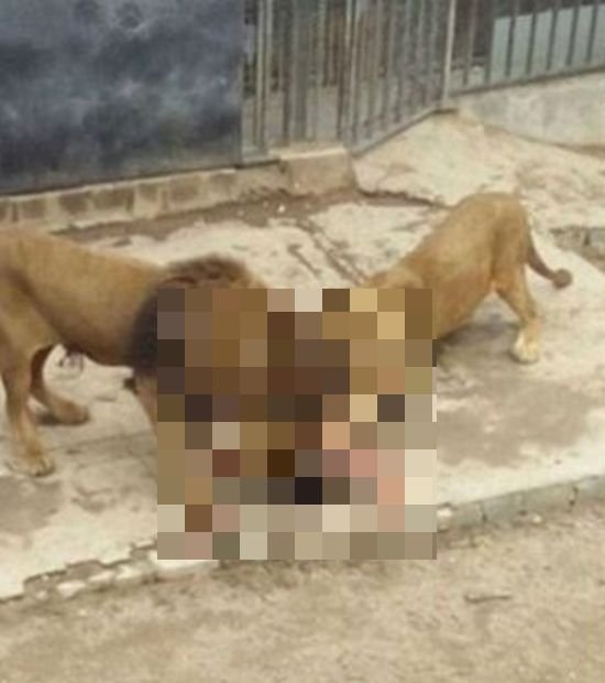 Чтобы спасти жизнь самоубийце в зоопарке Чили убили двух львов