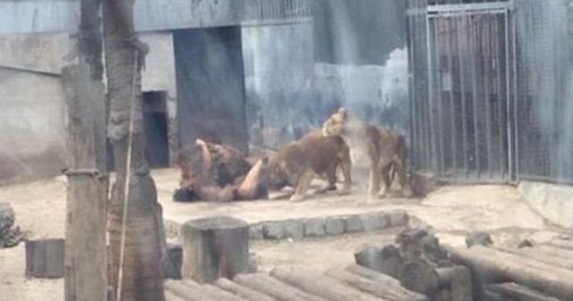 Чтобы спасти жизнь самоубийце в зоопарке Чили убили двух львов