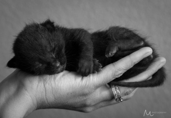 25 маленьких котят, которые согреют ваше сердце