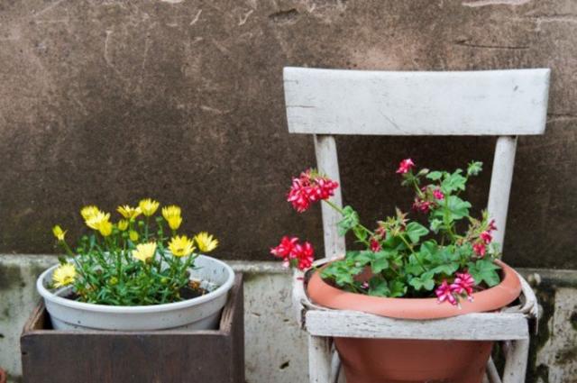 18 классных способов устроить сад прямо у себя дома