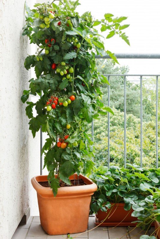 18 классных способов устроить сад прямо у себя дома