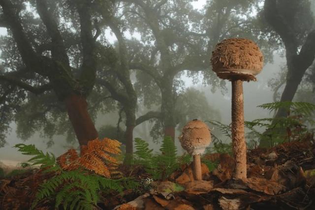 Сказочные фото грибов