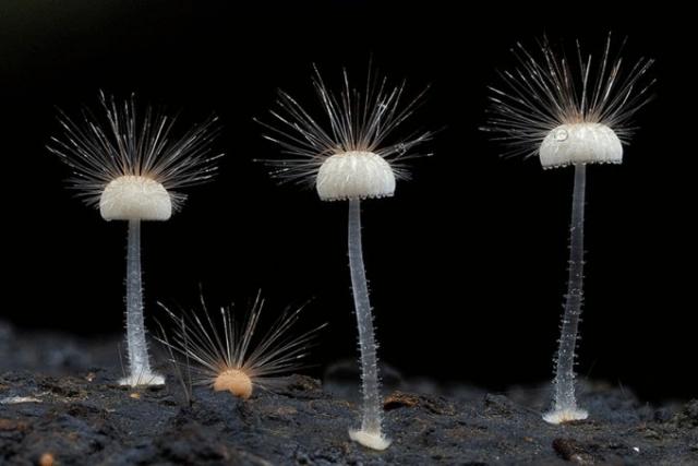 Сказочные фото грибов